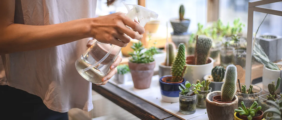 Searles Cacti & succulents growing